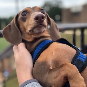 Meet your Posher, Allison